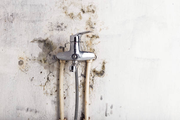 Best Toxic Mold Removal  in Meadville, PA