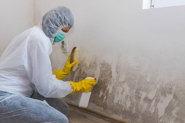 Best Attic Mold Removal  in Meadville, PA
