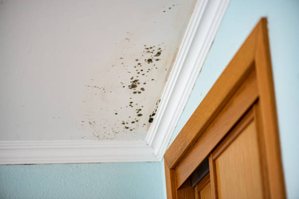 Best Water Damage Restoration  in Meadville, PA