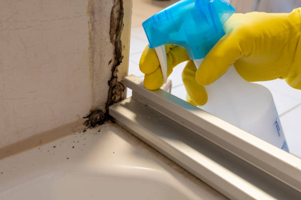 Certified Mold Removal in Meadville, PA