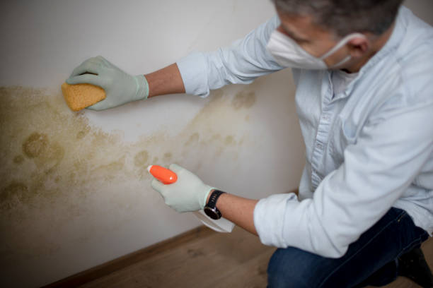 Best Emergency Mold Removal  in Meadville, PA