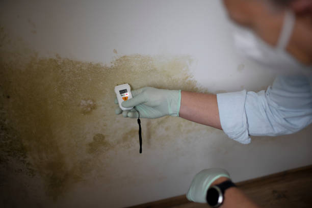 Best Office Mold Removal Services  in Meadville, PA