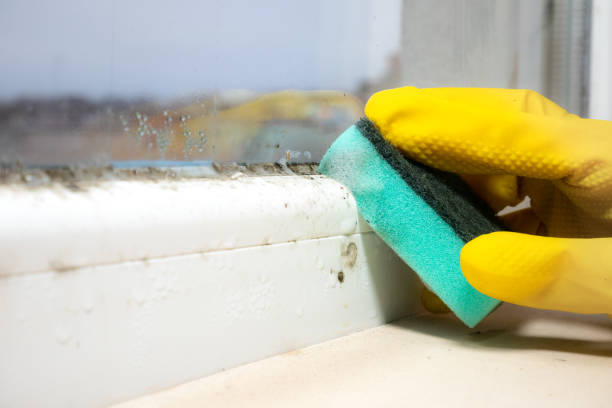 Best Mold Removal Near Me  in Meadville, PA
