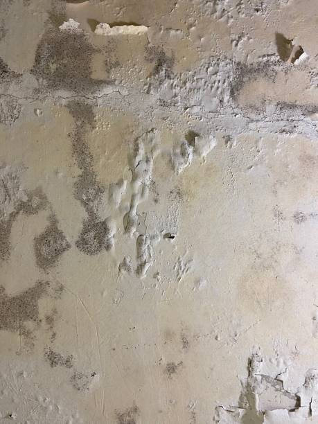 Best Mold Damage Repair  in Meadville, PA