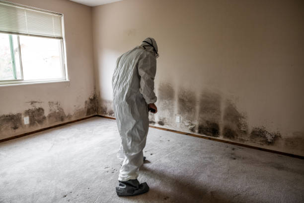 Best Mold Testing  in Meadville, PA