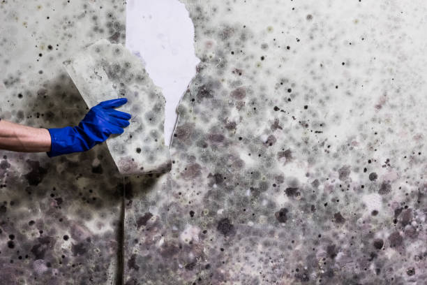 Home Mold Removal in Meadville, PA